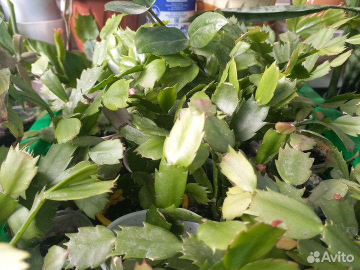 Комнатные цветы