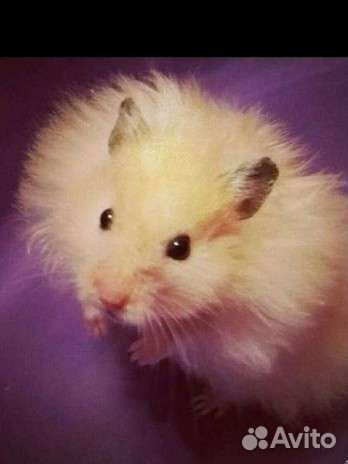 Сирийский хомяк