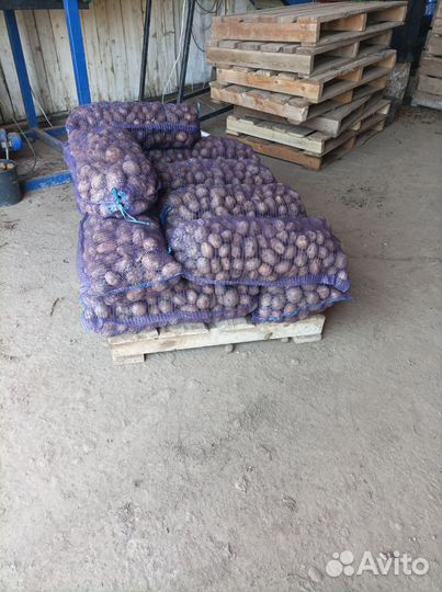 Картофель крупный