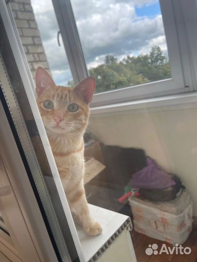 Котик в добрые руки