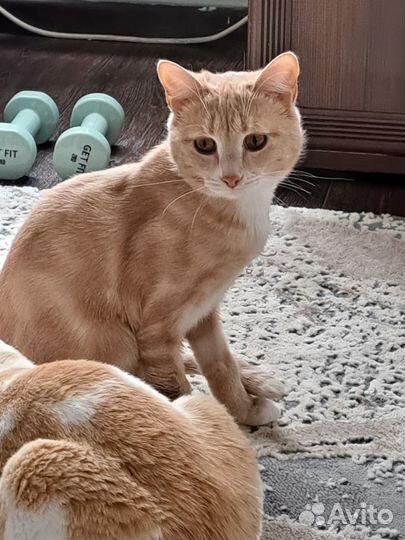 Отдам кота в добрые руки