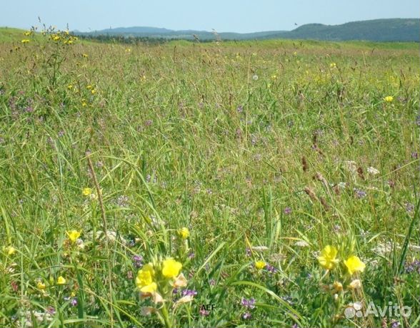 Мед 2024 года Алтайский опт