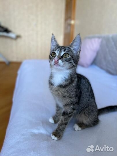 Котята бесплатно