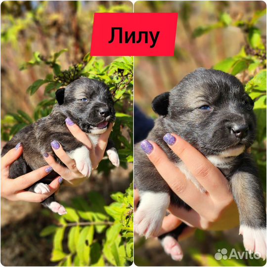 Щенки бесплатно