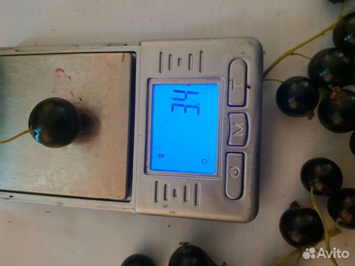 Саженцы черной и красной смородины