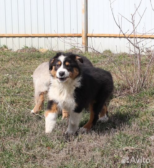 Щенки Аусси