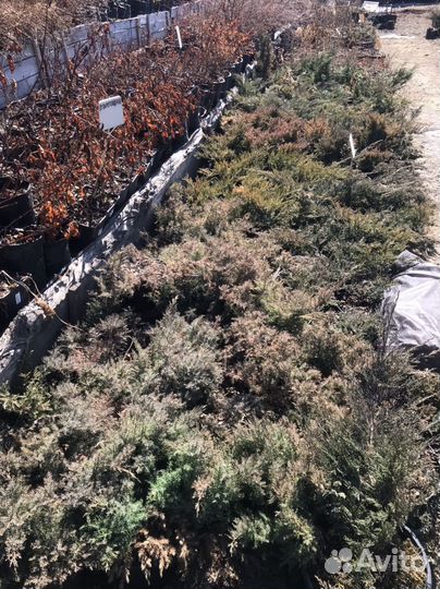 Можжевельники в ассортименте