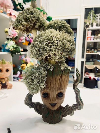 Цетрария в груте