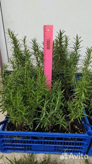 Розмарин саженцы