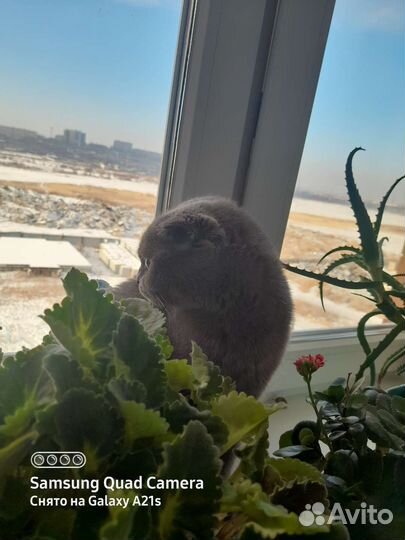 Случка кошки