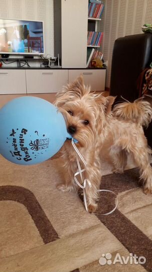 Йоркширский терьер вязка