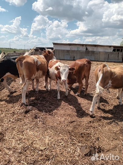 Продаю крс на племя