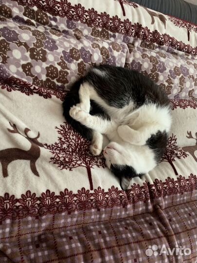 Котик в добрые руки