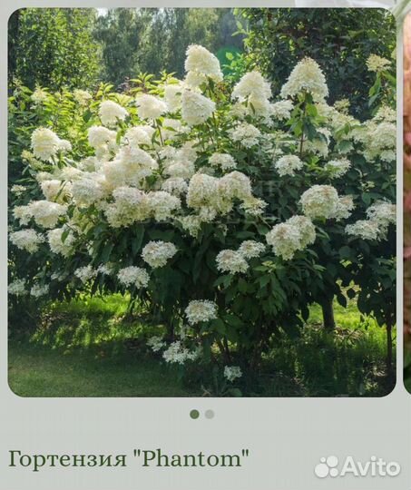 Гортензия метельчатая phantom