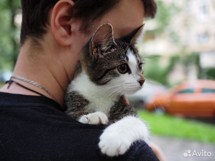 Котенок девочка