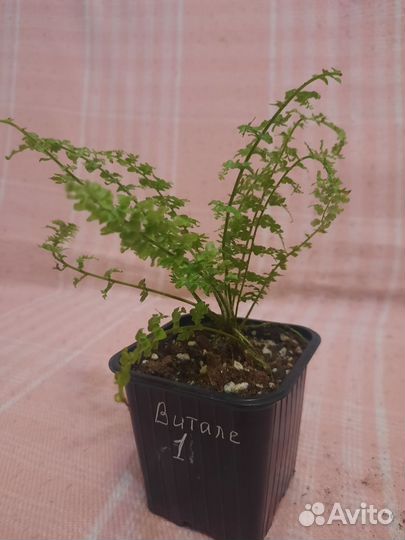 Папоротник, нефролепис Витале