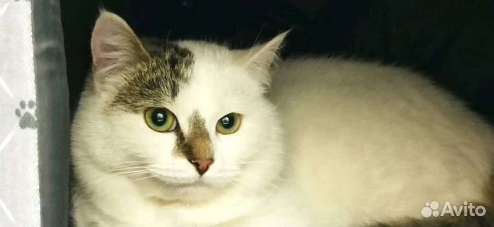 Тесси нужен дом