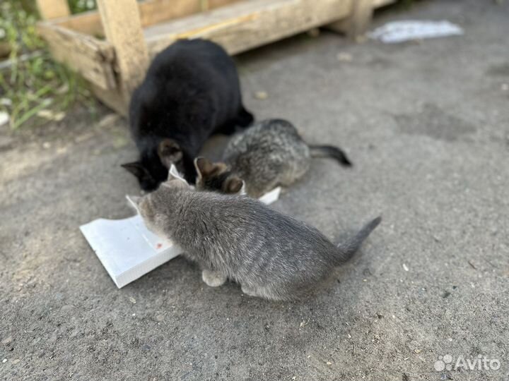 Котята в добрые руки даром