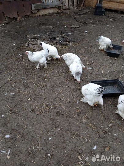 Куры молодки