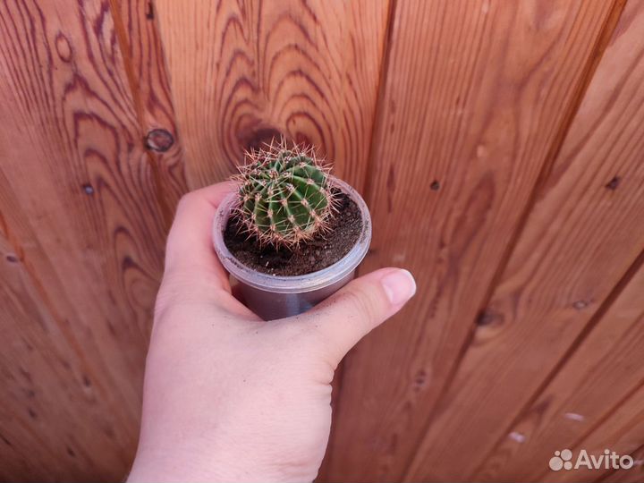 Кактус цветущий