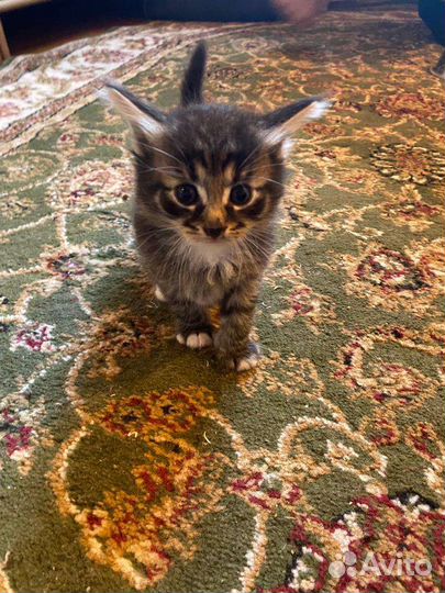 Котёнок девочка 1 месяц