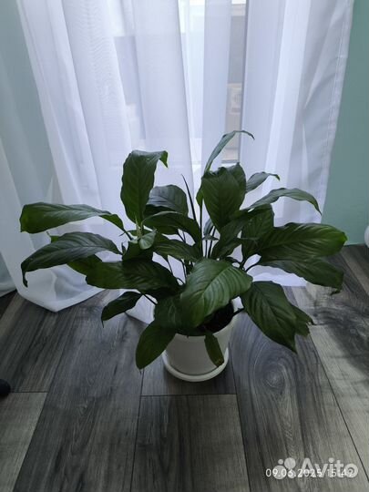 Спатифиллум