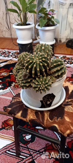 Кактус разные сорта