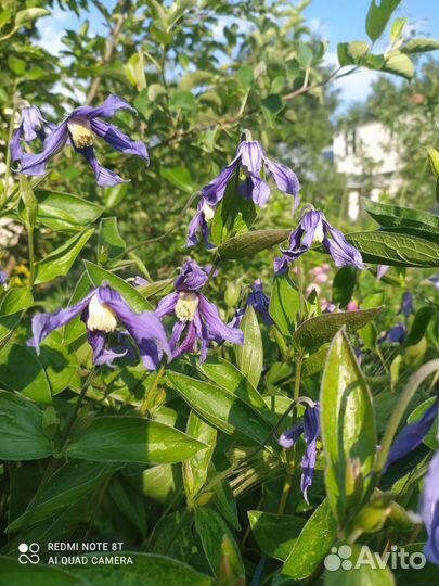 Клематис, прострел, молодило