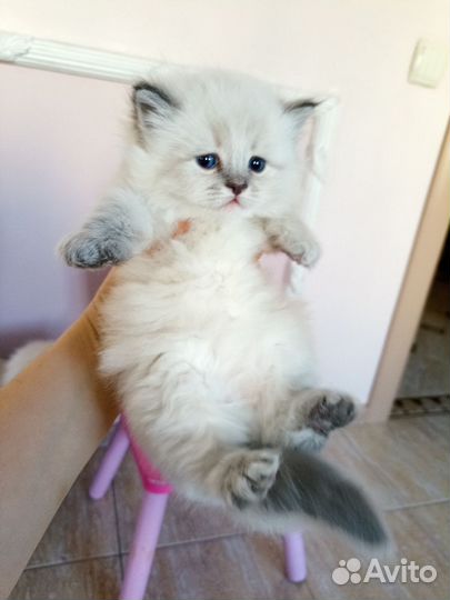 Невская маскарадная девочка с документами