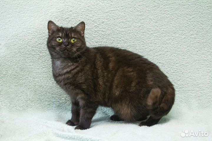 Бесплатно, чёрный дым, Шотландская котодевочка