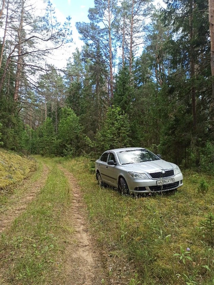 Skoda Octavia: фото владельца