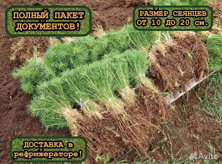 Сеянцы сосны и ели окс