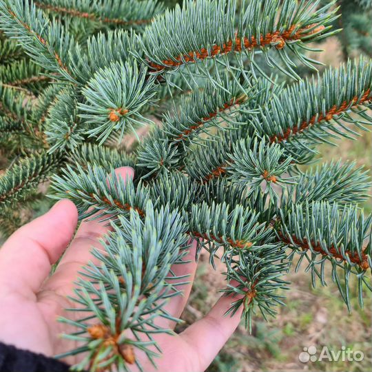 Ель финская голубая, 3м