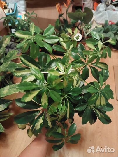 Шефлера герда 13/45