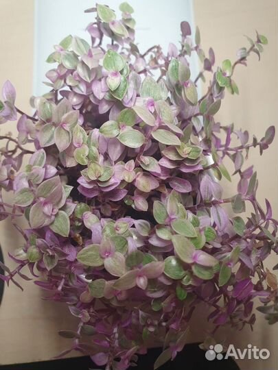 Каллизия Розовая Пантера Callisia Pink Panther