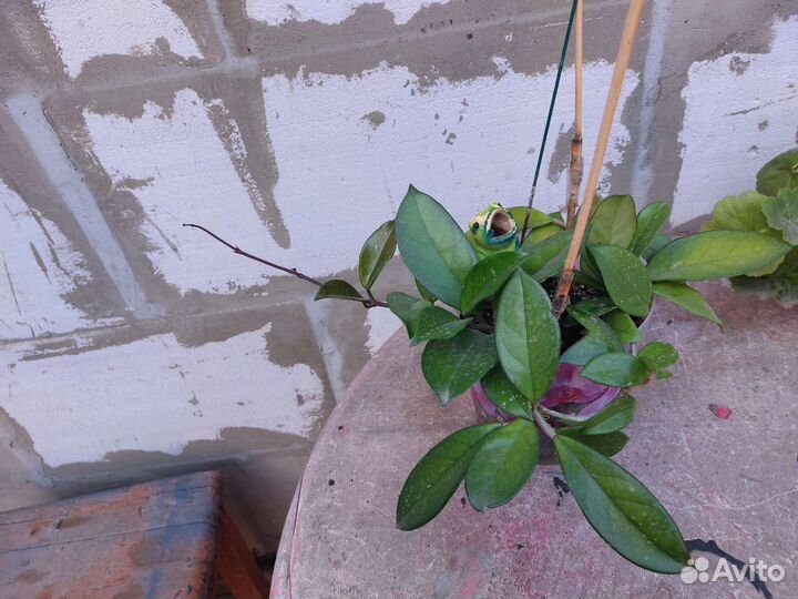 Хойя взрослая