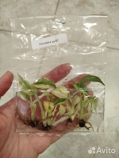 Монстера минт клоны