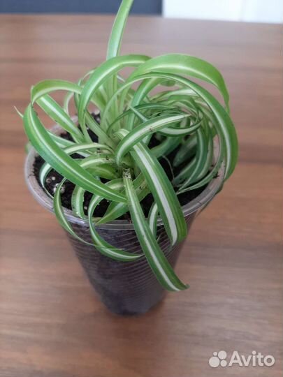 Хлорофитум кудрявый (Бонни)