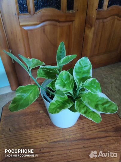 Педилантус