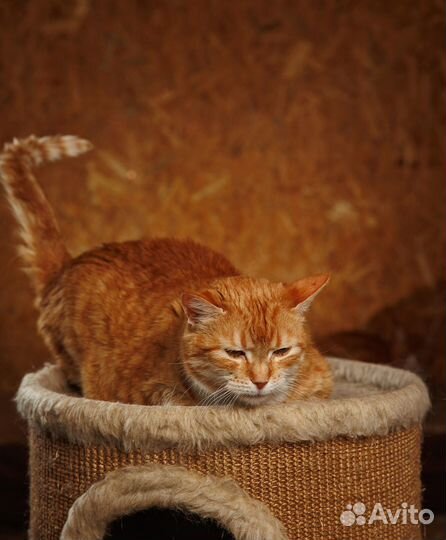 Филя наполнит ваш дом особым светом и теплом