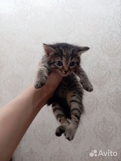 Отдаем котят в добрые руки