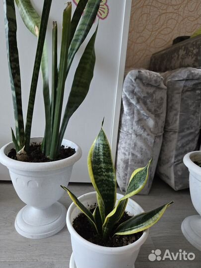 Сансевиерия