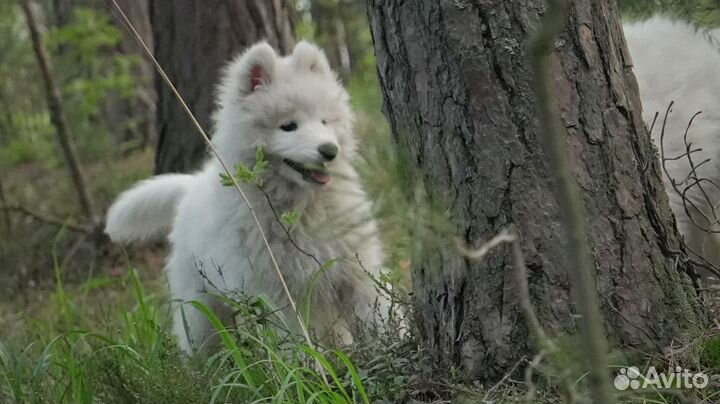 Щенки самоеда