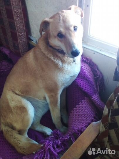 Собака кобель