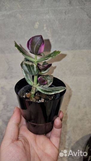 Краccулa вариeгaтнaя Триколор, толстянка