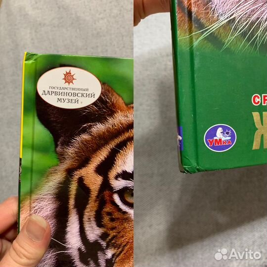 Энциклопедия Животные