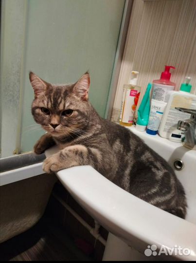 Кошка в дар