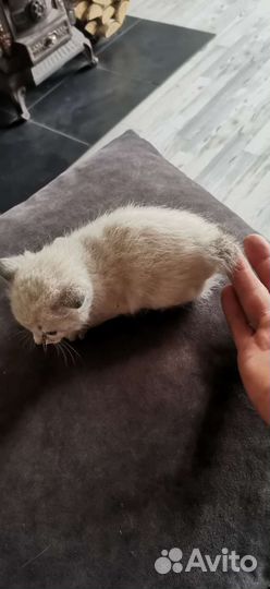 Курильский бобтейл котята