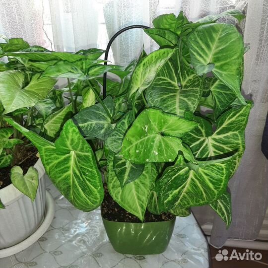 Комнатные цветы