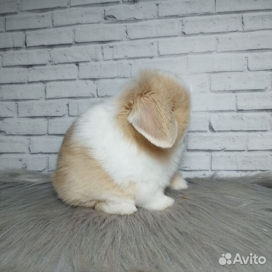 Minilop самец